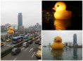 /album/galerie-de-photos-fevrier-2014/canard-geant-jpg/
